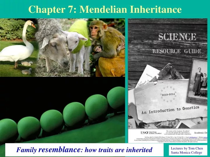 chapter 7 mendelian inheritance
