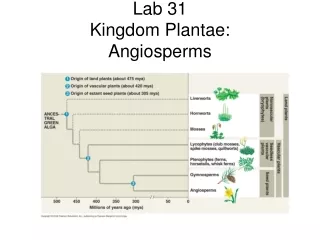 Lab 31 Kingdom Plantae:  Angiosperms