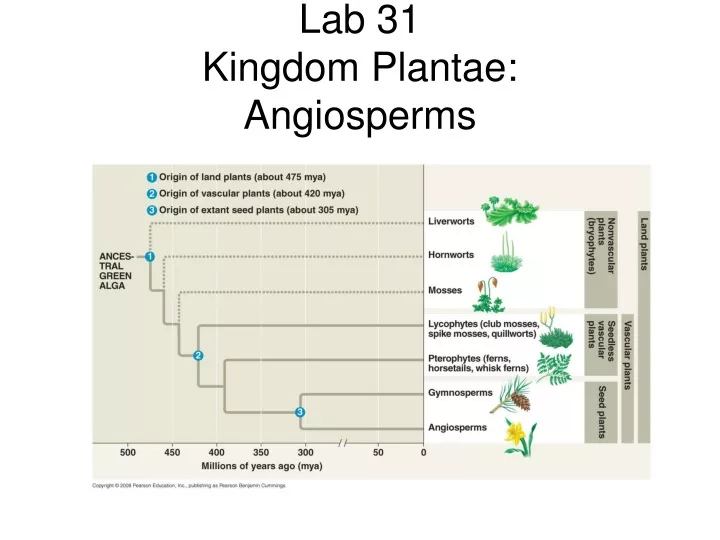 lab 31 kingdom plantae angiosperms