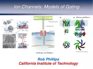 Ion Channels: Models of Gating