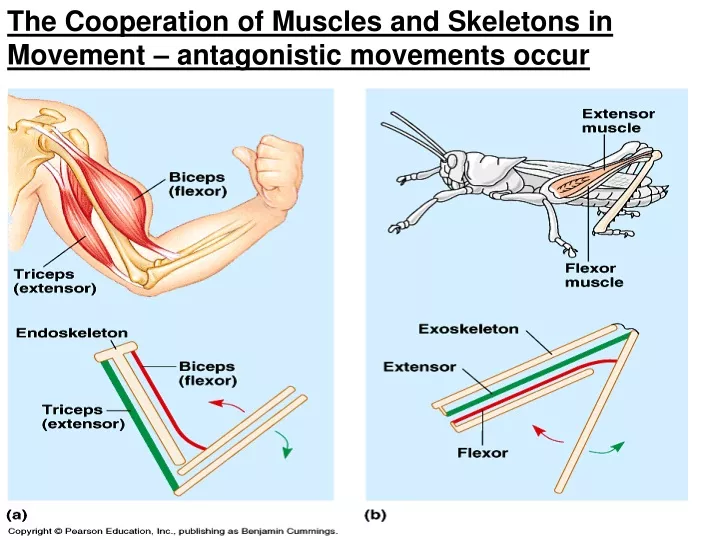 the cooperation of muscles and skeletons in movement antagonistic movements occur