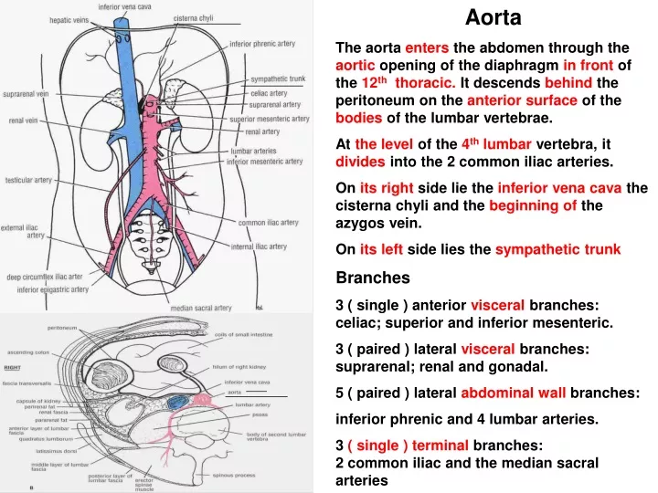aorta the aorta enters the abdomen through
