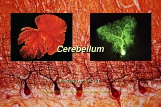 Cerebellum