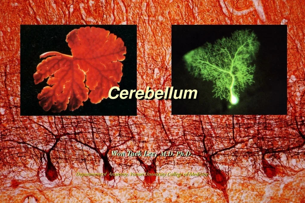 PPT - Cerebellum PowerPoint Presentation, free download - ID:9728292
