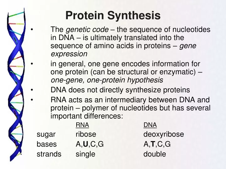 protein synthesis