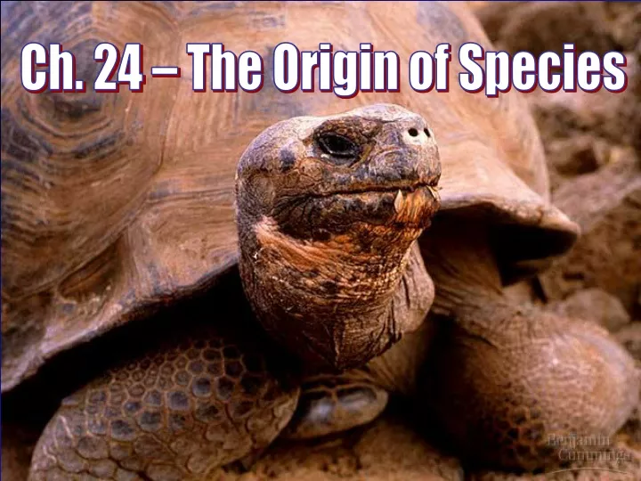ch 24 the origin of species