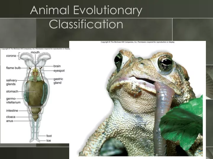 animal evolutionary classification