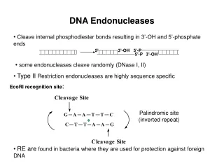 DNA Endonucleases
