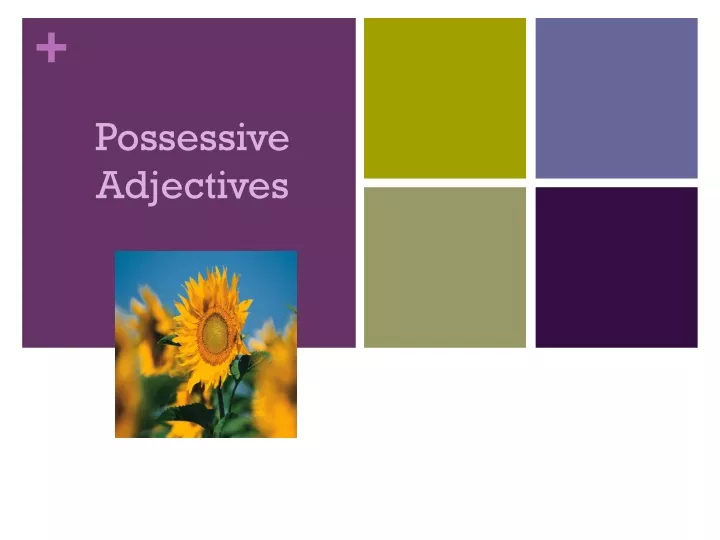 possessive adjectives