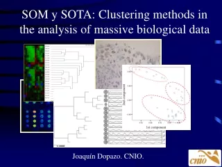 SOM y SOTA:  Clustering methods in the analysis  of massive biological data