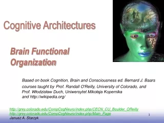 Brain Functional Organization