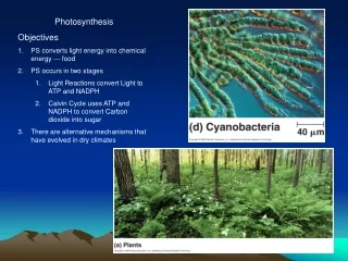 Photosynthesis Objectives PS converts light energy into chemical energy --- food