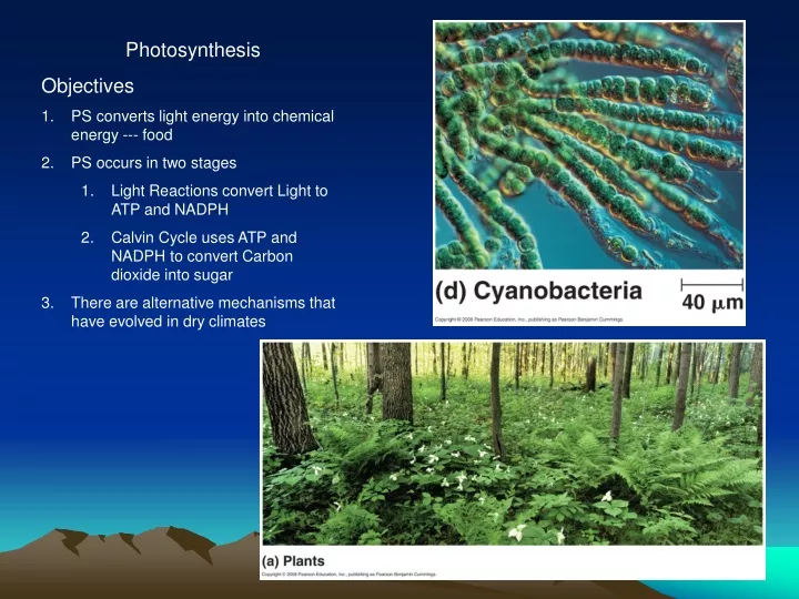 photosynthesis objectives ps converts light