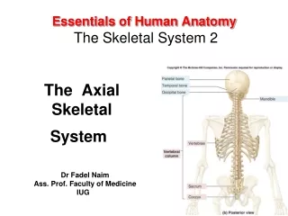 Essentials of Human Anatomy The Skeletal System 2
