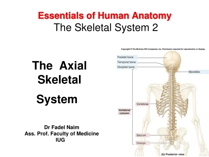 essentials of human anatomy the skeletal system 2