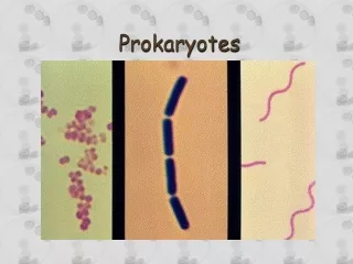 Prokaryotes