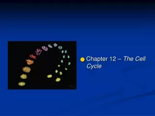 Chapter 12 –  The Cell Cycle