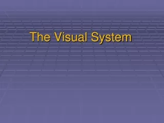 The Visual System