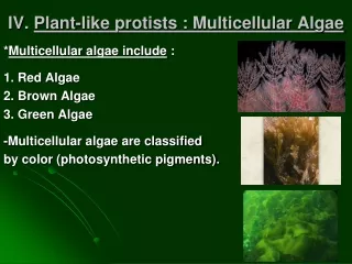 IV.  Plant-like protists : Multicellular Algae