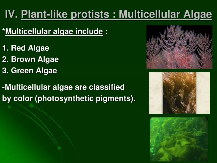 iv plant like protists multicellular algae