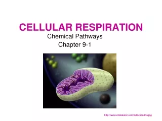 CELLULAR RESPIRATION