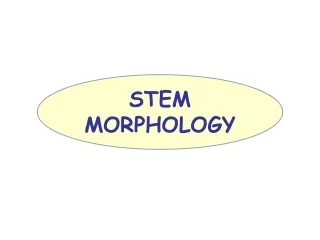 STEM MORPHOLOGY