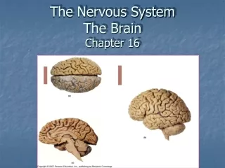 The Nervous System The Brain  Chapter 16