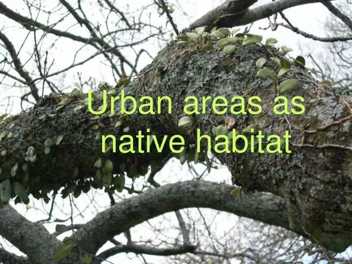 urban areas as native habitat