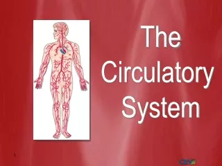 The Circulatory  System