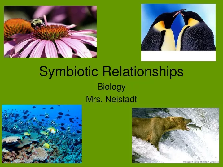 symbiotic relationships biology mrs neistadt