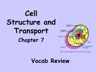 Cell  Structure and Transport  Chapter 7