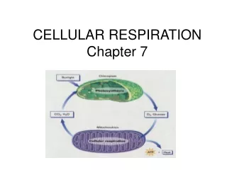 CELLULAR RESPIRATION Chapter 7
