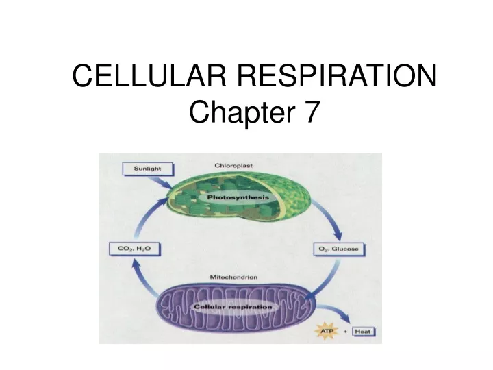 cellular respiration chapter 7