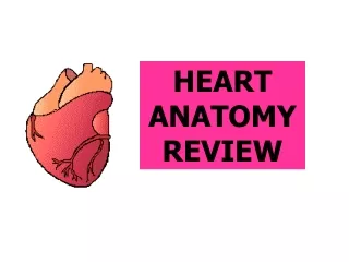 HEART ANATOMYREVIEW