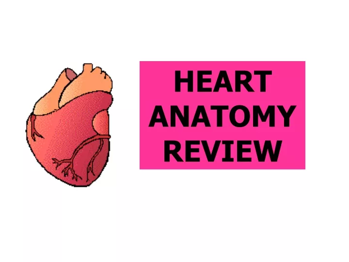 heart anatomyreview