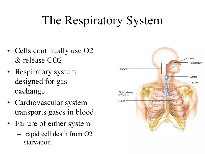 the respiratory system