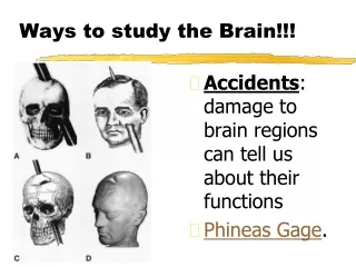 Ways to study the Brain!!!