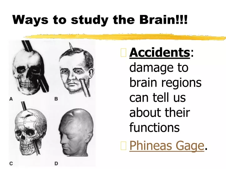 ways to study the brain