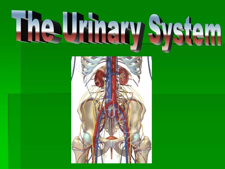 the urinary system