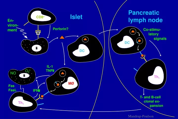 pancreatic lymph node