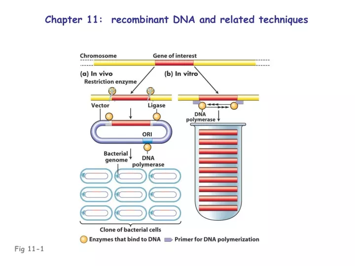 chapter 11 recombinant dna and related techniques