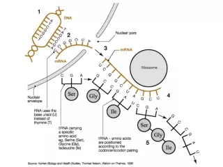 17.4 – Protein Synthesis and Gene Expression