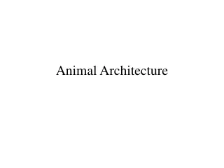 Animal Architecture