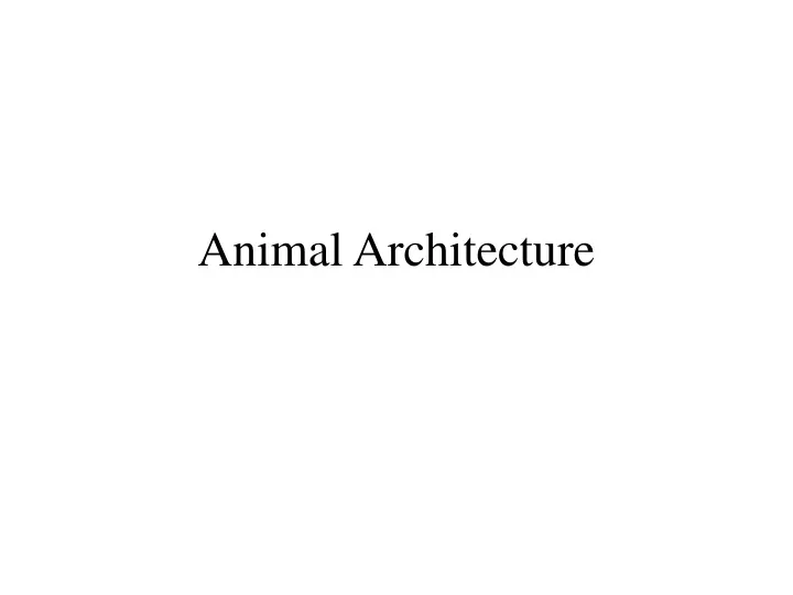 animal architecture