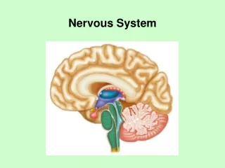 Nervous System