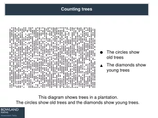 This diagram shows trees in a plantation.