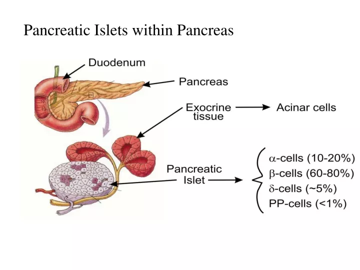 pancreatic islets within pancreas