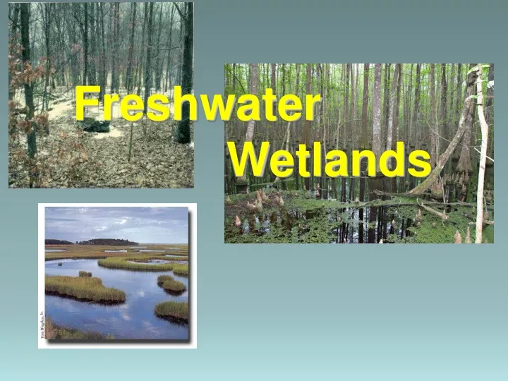 freshwater wetlands