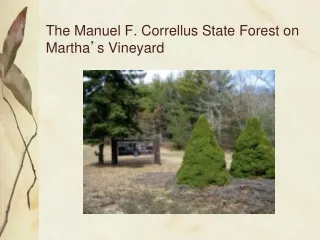 The Manuel F. Correllus State Forest on Martha ’ s Vineyard