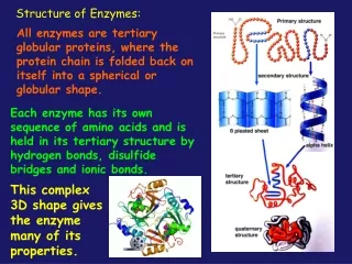 Structure of Enzymes: